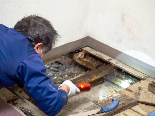 Reliable Fruitdale, CA Mold Remediation Solutions